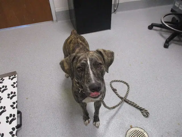 Unknown - American Staffordshire Terrier