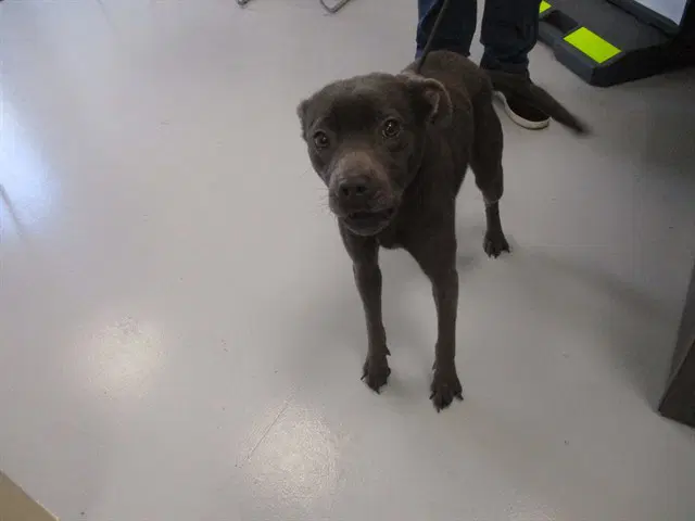 Unknown - American Staffordshire Terrier