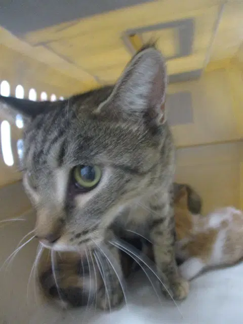 Queen Carmello - Domestic Short Hair