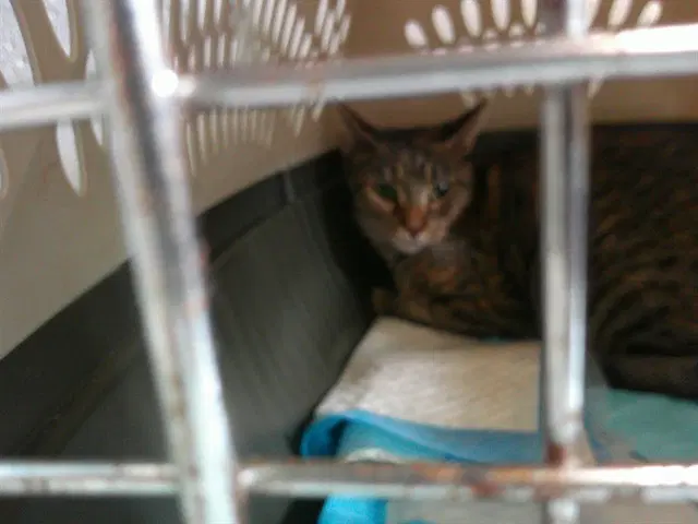 Queen Carmello - Domestic Short Hair