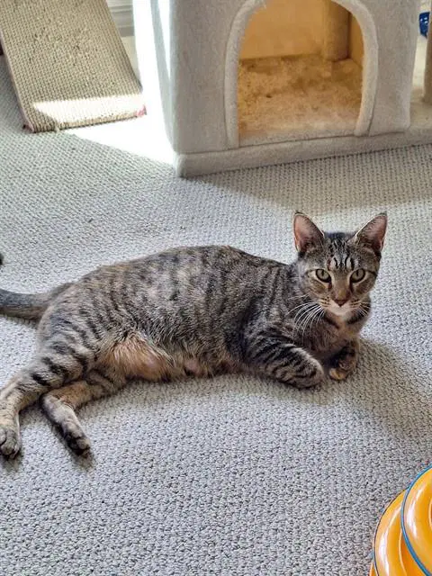 Queen Carmello - Domestic Short Hair