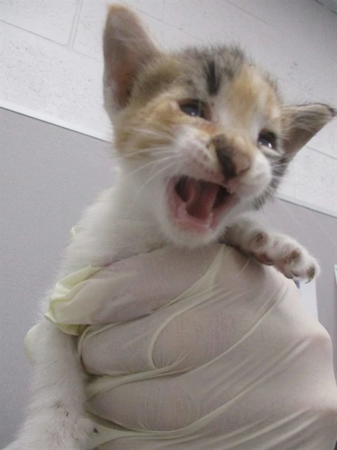 Lady Marmalade