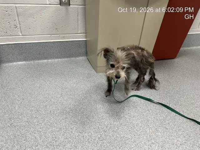 Hailey - Yorkshire Terrier Yorkie