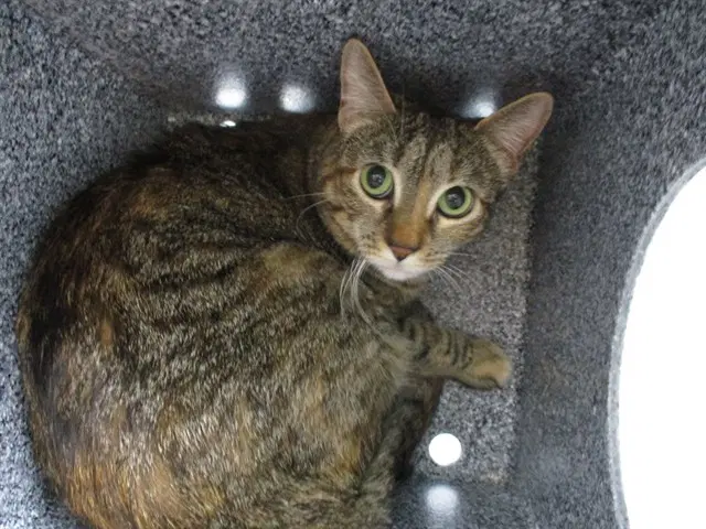 Hazel - Domestic Short Hair
