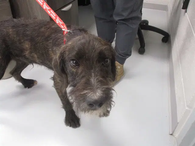 Buddy - Irish Terrier