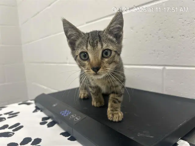 Barnaby - Domestic Short Hair