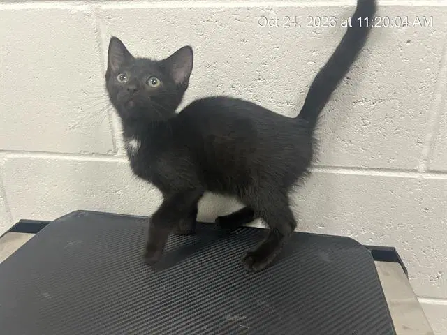 Felix - Domestic Short Hair