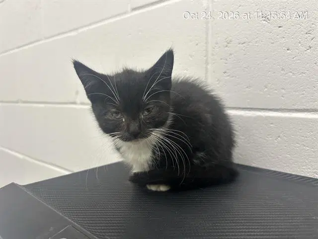 Shadow - Domestic Short Hair