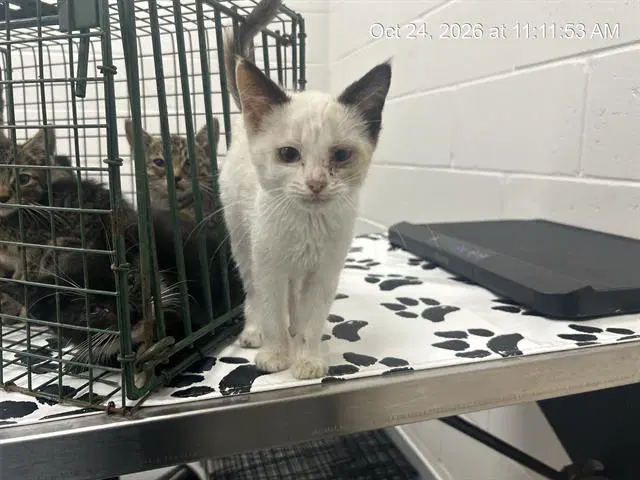 Unknown - Domestic Short Hair