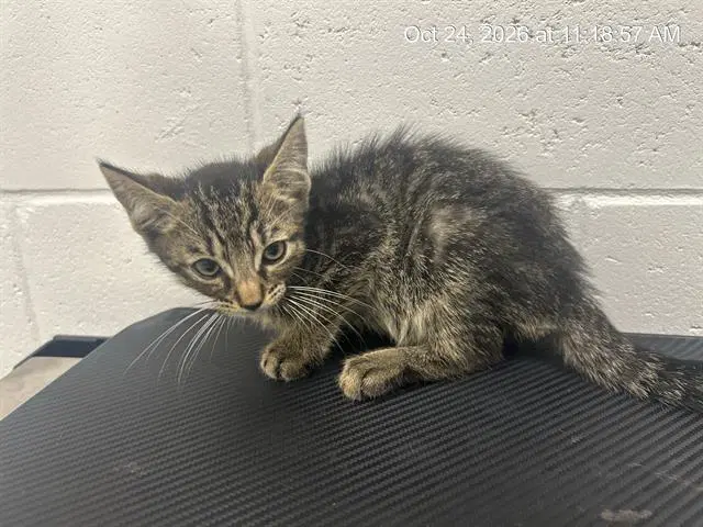 Unknown - Domestic Short Hair