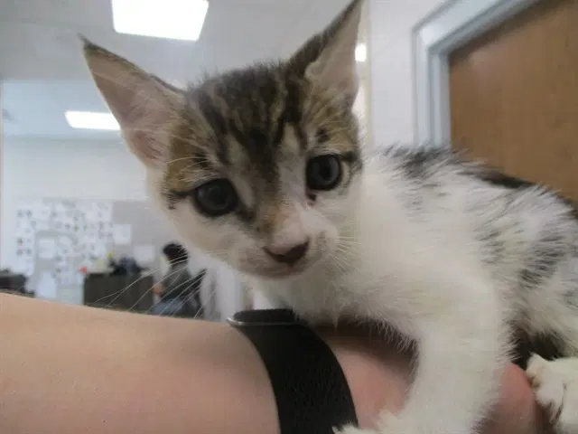 Unknown - Domestic Short Hair