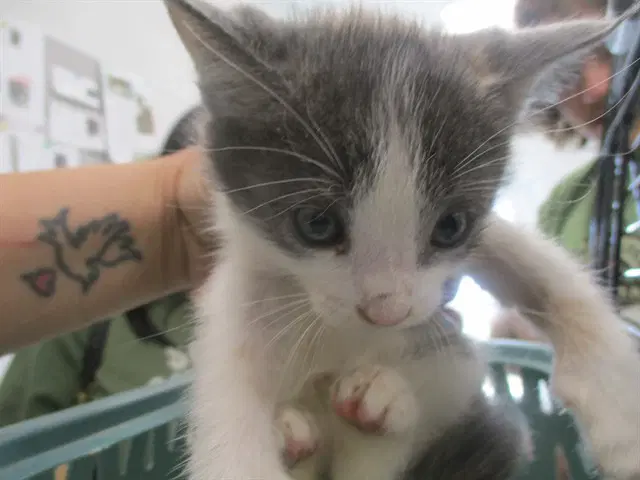 Unknown - Domestic Short Hair