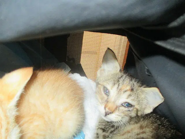 Unknown - Domestic Short Hair