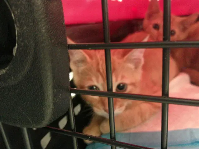 Unknown - Domestic Short Hair