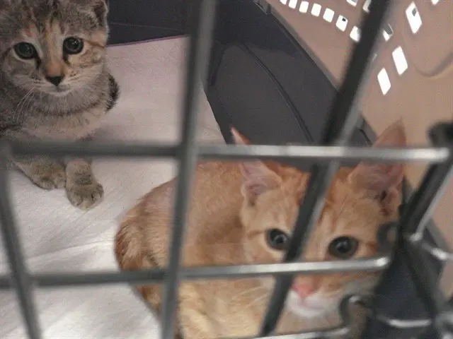 Unknown - Domestic Short Hair