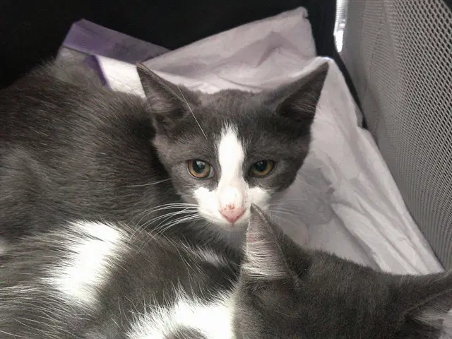 Unknown - Domestic Short Hair