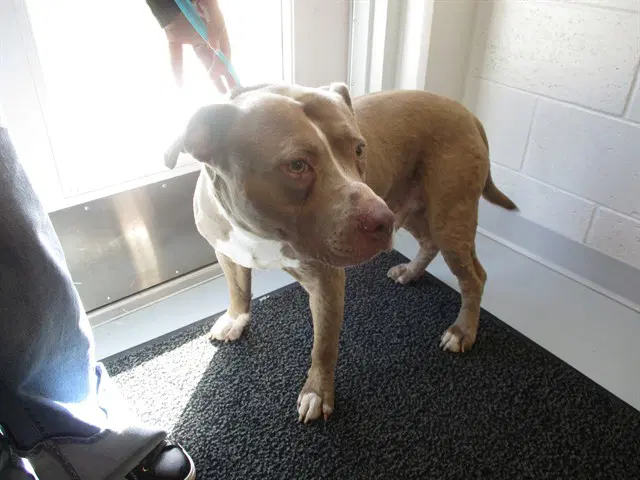 Buster - American Pit Bull Terrier