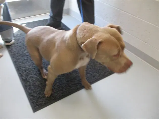 Nexus - American Pit Bull Terrier