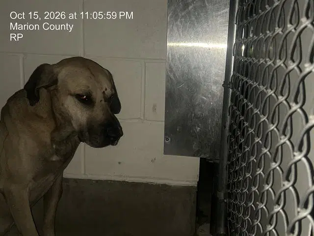 Unknown - Black Mouth Cur