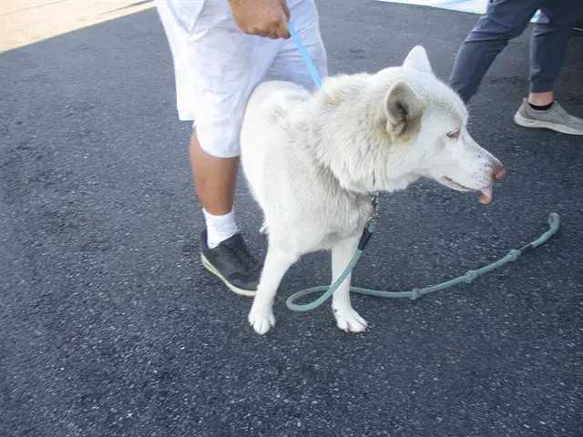 Journey - Siberian Husky