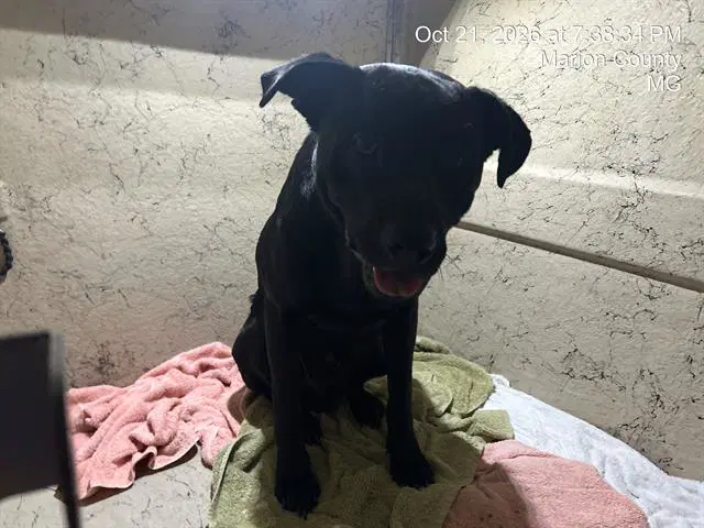 Unknown - American Pit Bull Terrier