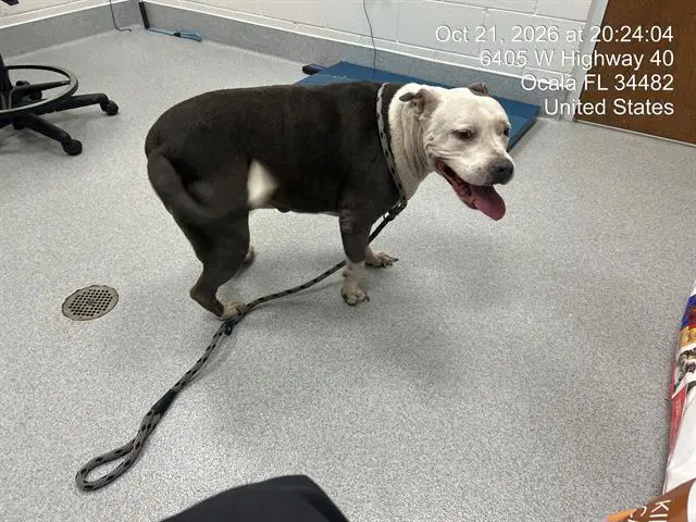 Unknown - American Pit Bull Terrier