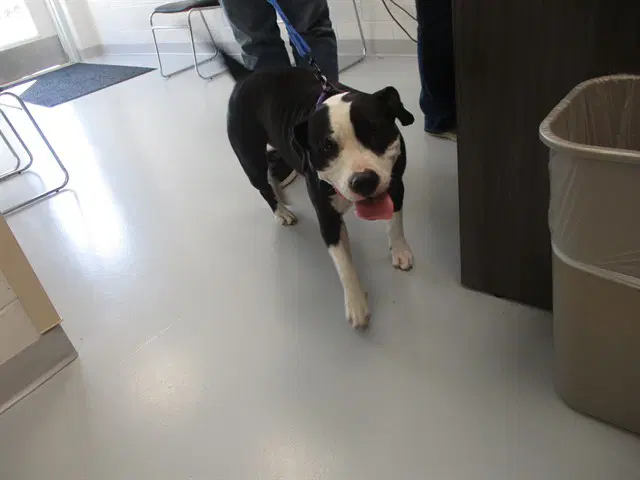 Unknown - American Pit Bull Terrier