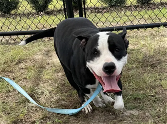 Unknown - American Pit Bull Terrier