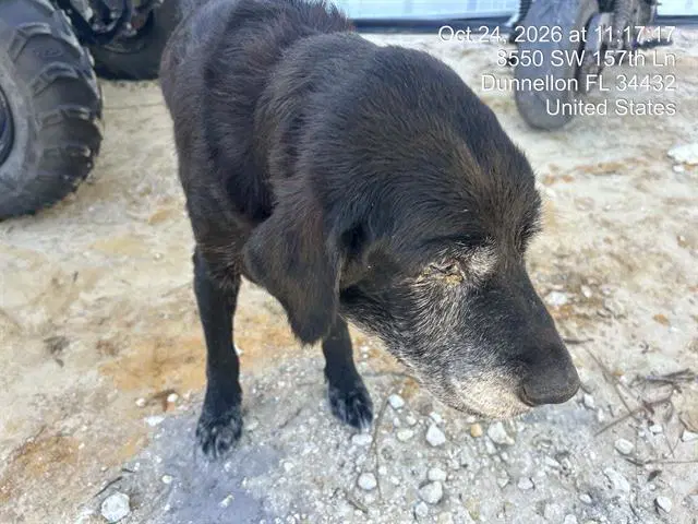 Unknown - Labrador Retriever