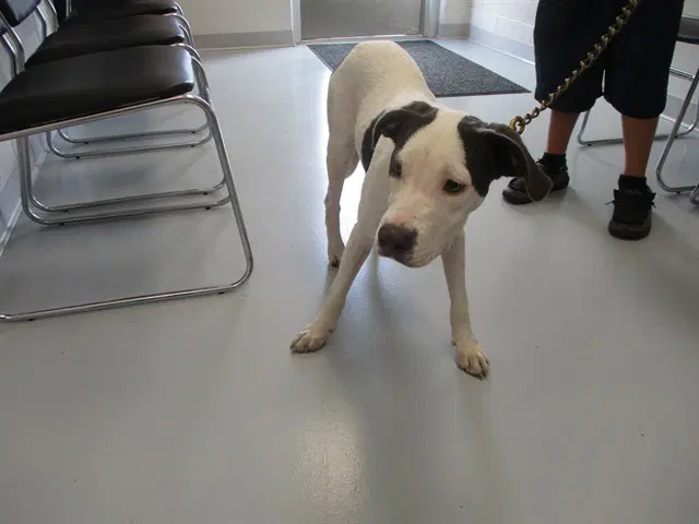 Unknown - American Staffordshire Terrier
