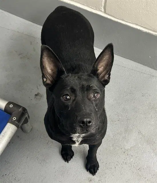 Batty - American Pit Bull Terrier