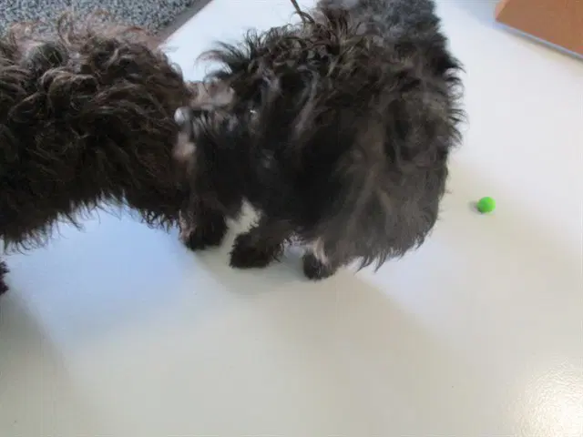 Unknown - Miniature Schnauzer