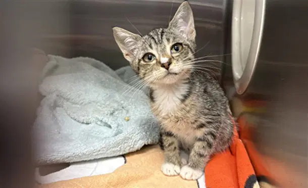 Feather - Domestic Short Hair