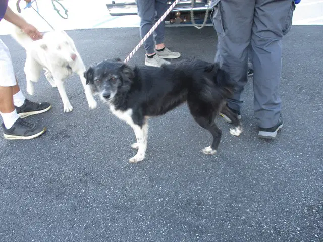 Chloe - Border Collie