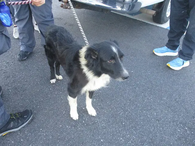 Jake - Australian Shepherd