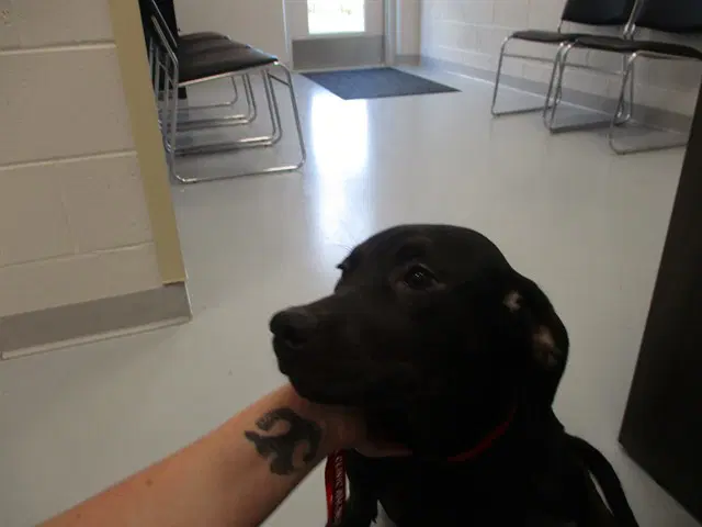 Sweet Pea - Labrador Retriever