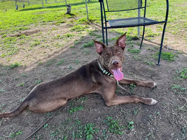 Mocha - Australian Kelpie