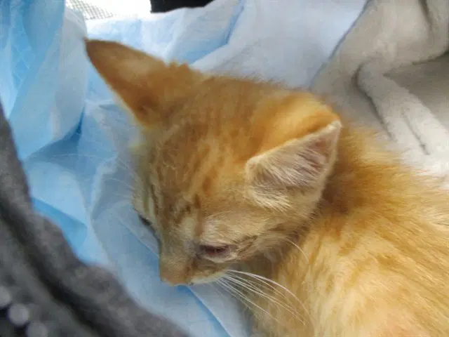 Unknown - Domestic Short Hair
