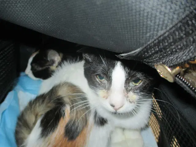 Unknown - Domestic Short Hair