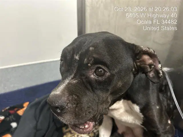 Unknown - American Pit Bull Terrier