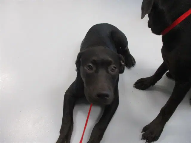 Dilly - Labrador Retriever