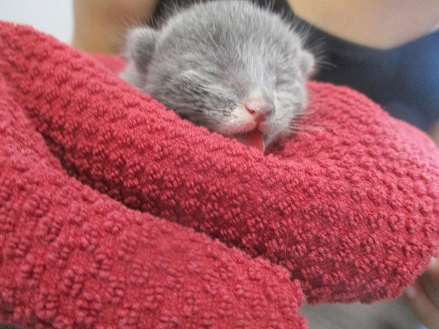 TEDDY
