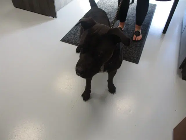 Max - American Pit Bull Terrier