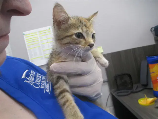 Cary - Domestic Short Hair