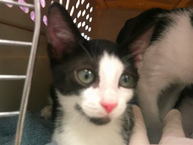 Rose - Domestic Short Hair
