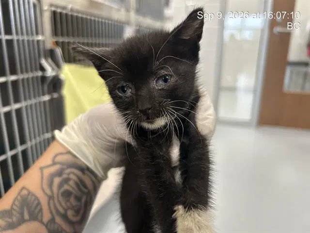 Dreamy - Domestic Short Hair