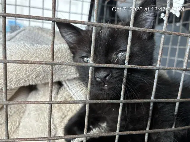 Winston Cathill - Domestic Short Hair