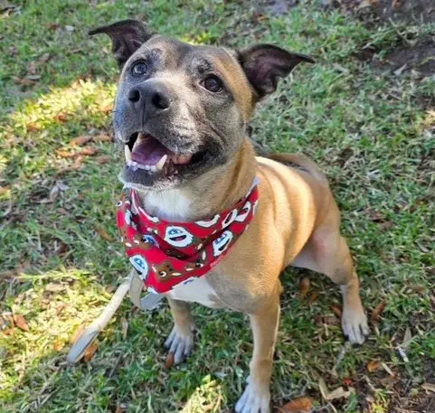 Storm - Black Mouth Cur