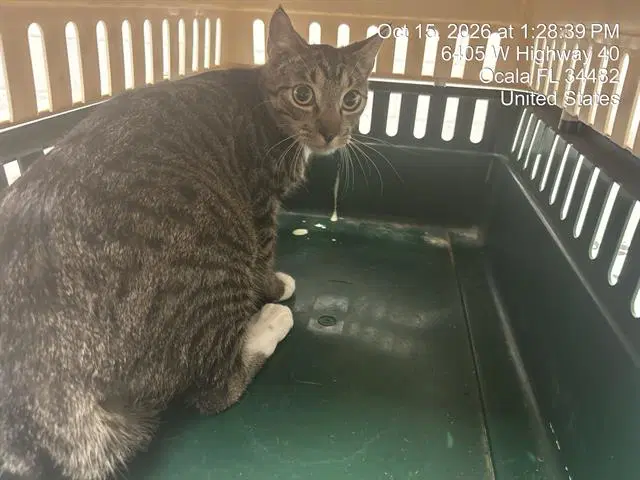 Irwin - Domestic Short Hair