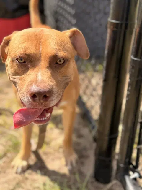 Biscuit - American Staffordshire Terrier